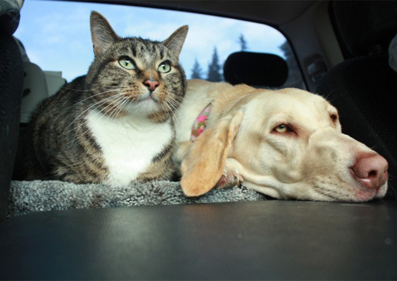 Carousel Slide 2: Dog Cat Veterinary Care, Sumter